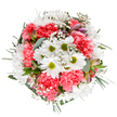 This bouquet captures spring's gentle optimism, carefully arranged by talented florists in West Drayton and inspired by the lush green spaces at nearby Stockley Country Park. At its centre, white daisies with glowing green centers beam joyfully amid clouds of coral-pink carnations that offer a plush, layered texture. Wisps of baby's breath, delicate and ethereal, add to the arrangement's airy movement while slender alstroemeria buds with hints of purple and pink emerge from within. Lush, varying greenery-including silvery eucalyptus-acts as a soothing backdrop, showcasing the fresh palette against a pristine white surface. The result is a bouquet that conveys tranquility and celebration, perfect for birthdays, heartfelt thank-yous, or simply brightening a corner of a home near Swan Road. Its fresh design and thoughtful structure reflect the caring expertise of West Drayton's local florist community, bringing vibrant colour and uplifting warmth to every occasion.