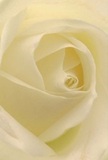 This close-up invites you directly into the gentle heart of a cream-white rose, echoing the peaceful moments found in West Drayton's leafy parks and riverside paths. The softly spiraling petals unfold with an almost ethereal lightness, their texture recalling the softest silk-gracefully touched by the morning dew just as the green spaces near Little Britain Lake awaken. Gentle shadows cradle the ivory folds, adding quiet depth and understated drama to the luminous scene. The overall mood is one of serenity and hopefulness, wonderfully suited for those significant times-whether expressing sympathy, admiration, or marking a fresh chapter among friends and family in West Drayton. The sweet, faint scent imagined adds a layer of comfort, completing the sensory impression. Every element, from the delicate spiral to the graceful tones, speaks of the expertise and empathy local florists bring to their floral creations-ensuring each bouquet carries the emotion and artistry that defines West Drayton's floral tradition.
